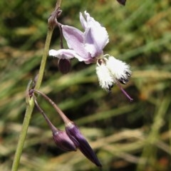 Arthropodium milleflorum (Vanilla Lily) at Uriarra, NSW - 4 Dec 2020 by JohnBundock