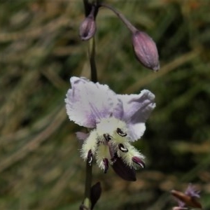 Arthropodium milleflorum at Uriarra, NSW - 4 Dec 2020