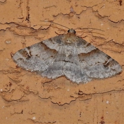 Syneora hemeropa (Ring-tipped Bark Moth) at Wanniassa, ACT - 3 Dec 2020 by JohnBundock