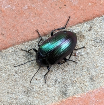 Chalcopteroides columbinus (Rainbow darkling beetle) at Hughes, ACT - 3 Dec 2020 by JackyF