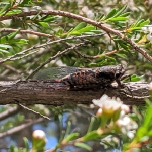 Yoyetta sp. (genus) at Hughes, ACT - 30 Nov 2020