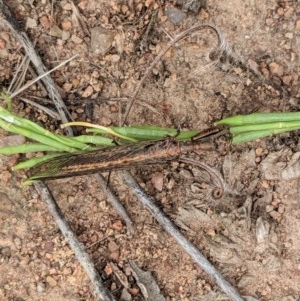 Mantispidae (family) at Hughes, ACT - 30 Nov 2020