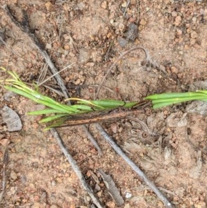 Mantispidae (family) at Hughes, ACT - 30 Nov 2020