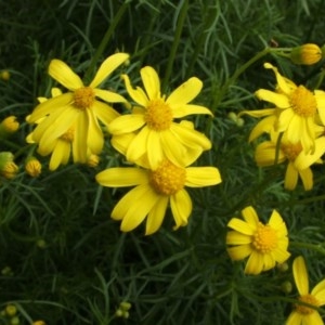 Senecio pinnatifolius var. pinnatifolius at Jones Creek, NSW - 18 Sep 2005