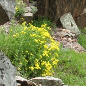 Senecio pinnatifolius var. pinnatifolius at Jones Creek, NSW - 18 Sep 2005