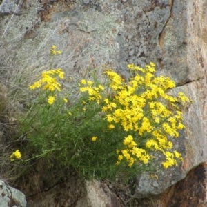 Senecio pinnatifolius var. pinnatifolius at Jones Creek, NSW - 18 Sep 2005