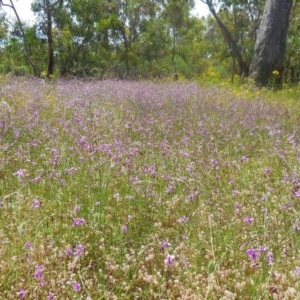 Arthropodium fimbriatum at Hughes, ACT - 30 Nov 2020