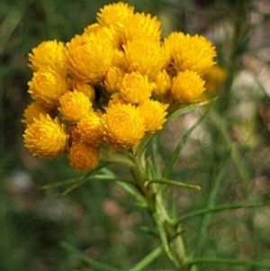 Chrysocephalum semipapposum at Cook, ACT - 24 Nov 2020