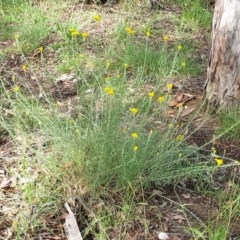 Chrysocephalum semipapposum at Cook, ACT - 24 Nov 2020