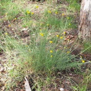 Chrysocephalum semipapposum at Cook, ACT - 24 Nov 2020