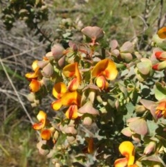 Pultenaea spinosa at Nangus, NSW - 15 Oct 2005