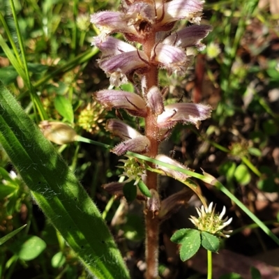 Orobanche minor (Broomrape) at Cook, ACT - 16 Nov 2020 by drakes
