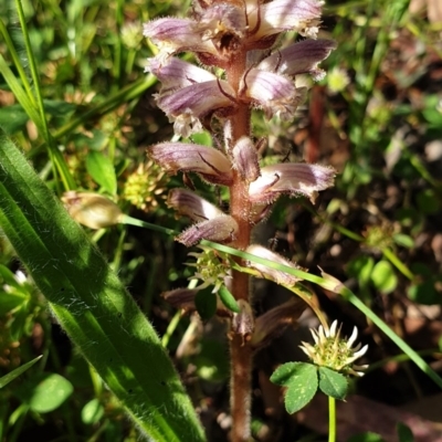 Orobanche minor (Broomrape) at Mount Painter - 15 Nov 2020 by drakes