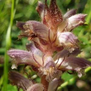 Orobanche minor at Cook, ACT - 16 Nov 2020 08:45 AM