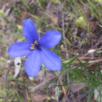 Cheiranthera linearis (Finger Flower) at Nangus, NSW - 15 Nov 2005 by abread111