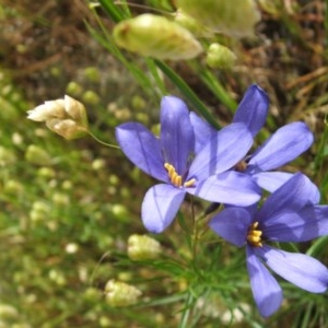 Cheiranthera linearis at Nangus, NSW - 15 Nov 2005