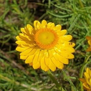 Xerochrysum viscosum at Cook, ACT - 2 Nov 2020