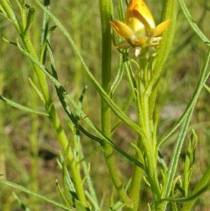 Xerochrysum viscosum at Cook, ACT - 2 Nov 2020