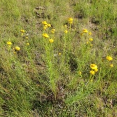 Xerochrysum viscosum at Cook, ACT - 2 Nov 2020