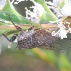 Cicadettini sp. (tribe) (Cicada) at Karabar, NSW - 4 Dec 2020 by Harrisi