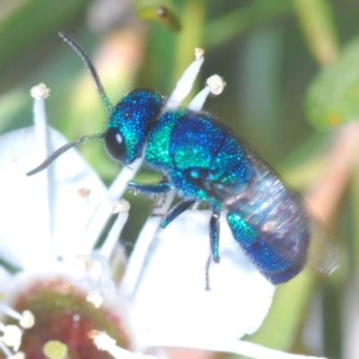 Primeuchroeus sp. (genus) (Cuckoo Wasp) at Karabar, NSW - 4 Dec 2020 by Harrisi