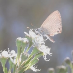 Nacaduba biocellata (Two-spotted Line-Blue) at Greenleigh, NSW - 4 Dec 2020 by Harrisi