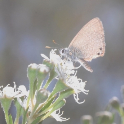 Nacaduba biocellata (Two-spotted Line-Blue) at Greenleigh, NSW - 4 Dec 2020 by Harrisi