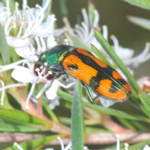 Castiarina scalaris at Downer, ACT - 4 Dec 2020