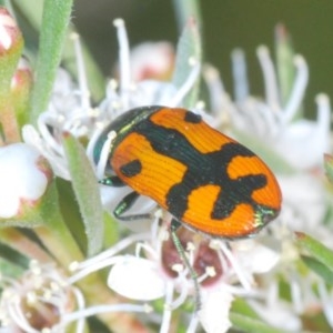 Castiarina scalaris at Downer, ACT - 4 Dec 2020