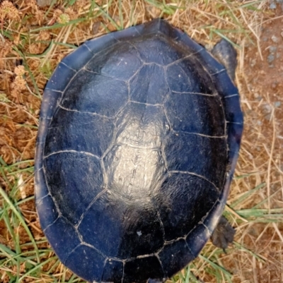 Chelodina longicollis (Eastern Long-necked Turtle) at West Belconnen Pond - 1 Dec 2020 by NNC