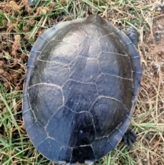 Chelodina longicollis at Dunlop, ACT - 1 Dec 2020