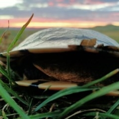 Chelodina longicollis at Dunlop, ACT - 1 Dec 2020 08:17 PM