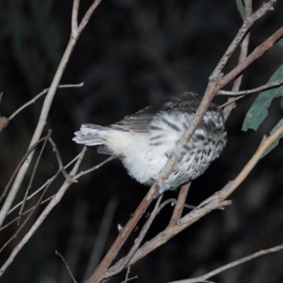 Pyrrholaemus sagittatus (Speckled Warbler) at Splitters Creek, NSW - 26 Nov 2020 by WingsToWander