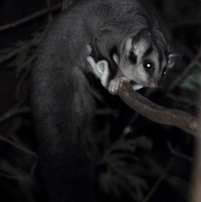 Petaurus norfolcensis (Squirrel Glider) at Albury - 26 Nov 2020 by WingsToWander