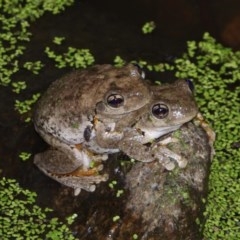 Litoria peronii (Peron's Tree Frog, Emerald Spotted Tree Frog) at Albury - 26 Nov 2020 by WingsToWander