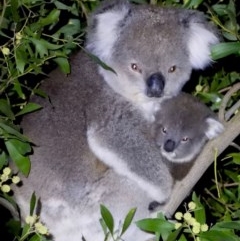 Phascolarctos cinereus (Koala) at Leneva, VIC - 4 Sep 2020 by WingsToWander