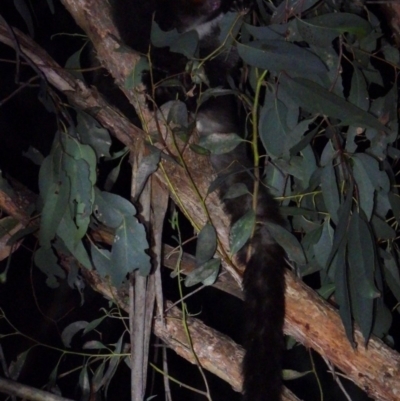 Petauroides volans (Southern Greater Glider) at Leneva, VIC - 4 Sep 2020 by WingsToWander