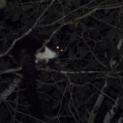 Petauroides volans (Southern Greater Glider) at Leneva, VIC - 11 Nov 2019 by WingsToWander