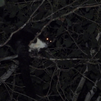 Petauroides volans (Southern Greater Glider) at Leneva, VIC - 11 Nov 2019 by WingsToWander