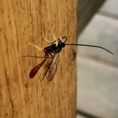 Heteropelma scaposum (Two-toned caterpillar parasite wasp) at Aranda, ACT - 4 Dec 2020 by KMcCue