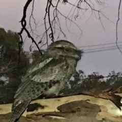 Podargus strigoides (Tawny Frogmouth) at Hackett, ACT - 2 Dec 2020 by Louisab
