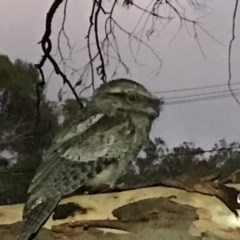 Podargus strigoides (Tawny Frogmouth) at Hackett, ACT - 1 Dec 2020 by Louisab