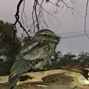 Podargus strigoides at Hackett, ACT - 2 Dec 2020