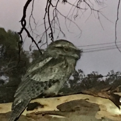 Podargus strigoides (Tawny Frogmouth) at Hackett, ACT - 2 Dec 2020 by Louisab
