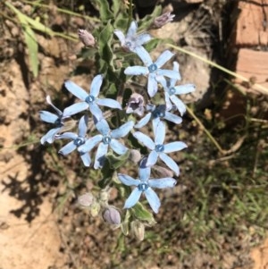 Oxypetalum coeruleum at Chapman, ACT - 25 Nov 2020