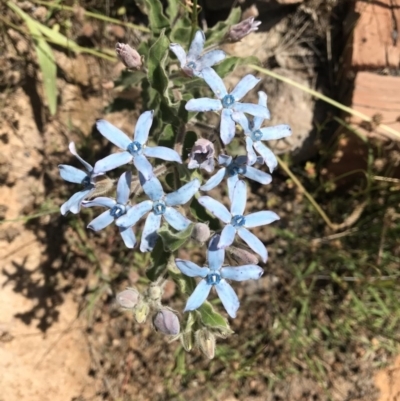 Oxypetalum coeruleum (Tweedia or Southern Star) at Cooleman Ridge - 25 Nov 2020 by PGL