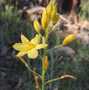 Bulbine glauca at Conder, ACT - 20 Oct 2020 07:06 PM