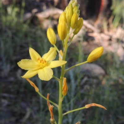 Bulbine glauca (Rock Lily) at Conder, ACT - 20 Oct 2020 by michaelb