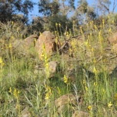 Bulbine glauca at Conder, ACT - 20 Oct 2020