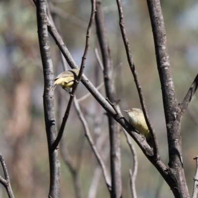 Acanthiza reguloides (Buff-rumped Thornbill) at Holt, ACT - 31 Mar 2020 by Tammy